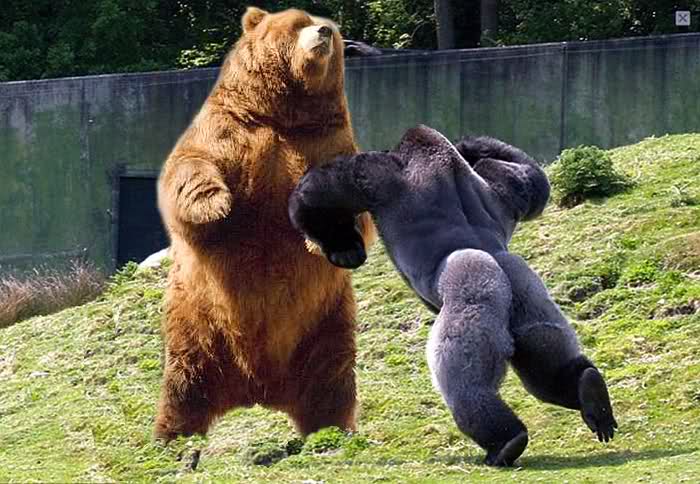 who would win in a fight grizzly bear or silverback gorilla