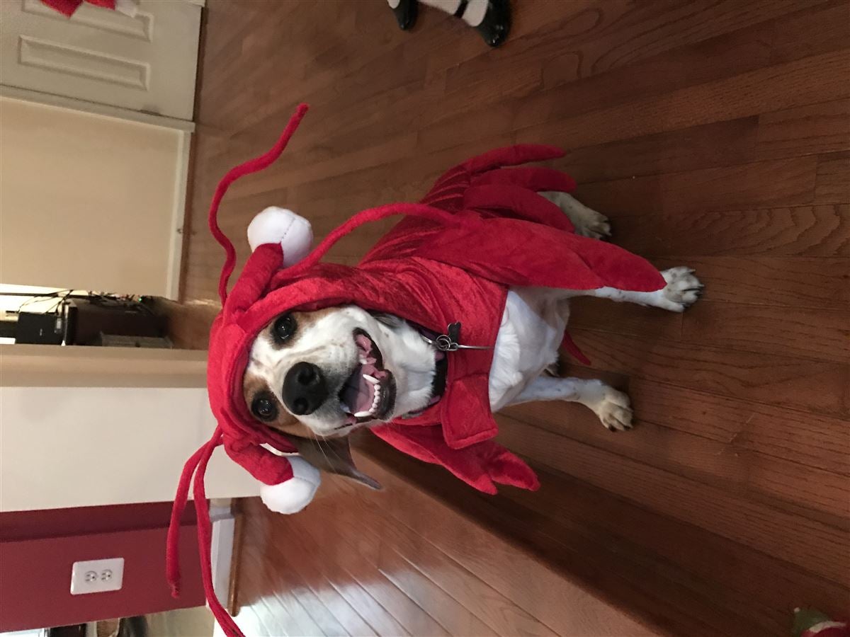 Halloween dog costumes