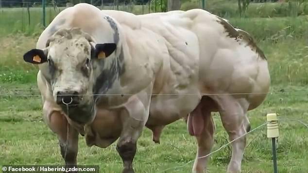 Should I worry my cow works out too much?