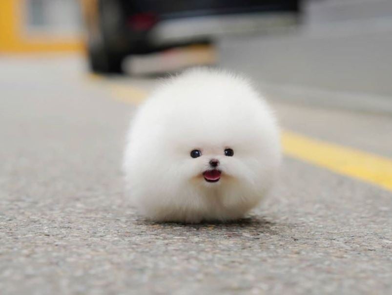 Gruff Cat
