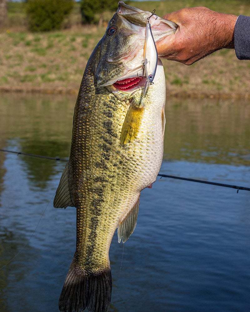 Rapala Shadow Rap Shad Review