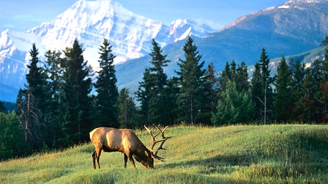 Top 10 Hunts Sold At Rmefs Elk Camp 2014 - 