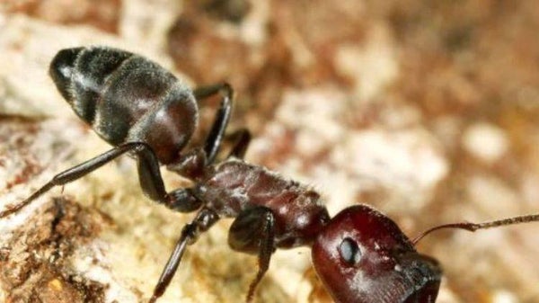 Hell Insect Hell Ants