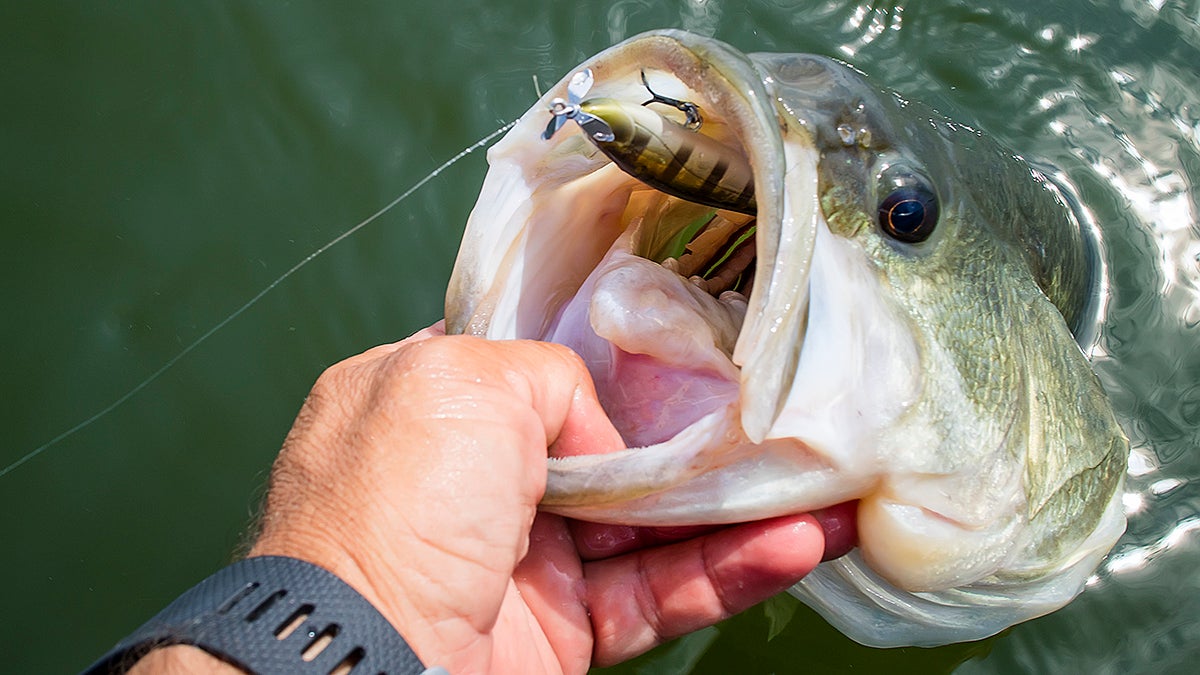 Storm's Arashi Spinbait for suspended bass fishing