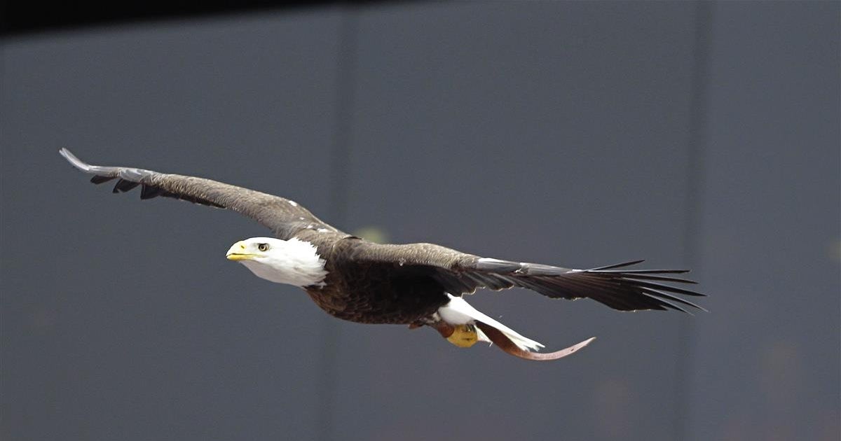ESPN names Auburn's eagle flight SEC's best pregame tradition
