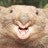 originalwombat avatar