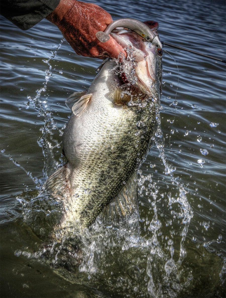 Zoom Swimmer Swimbait Review