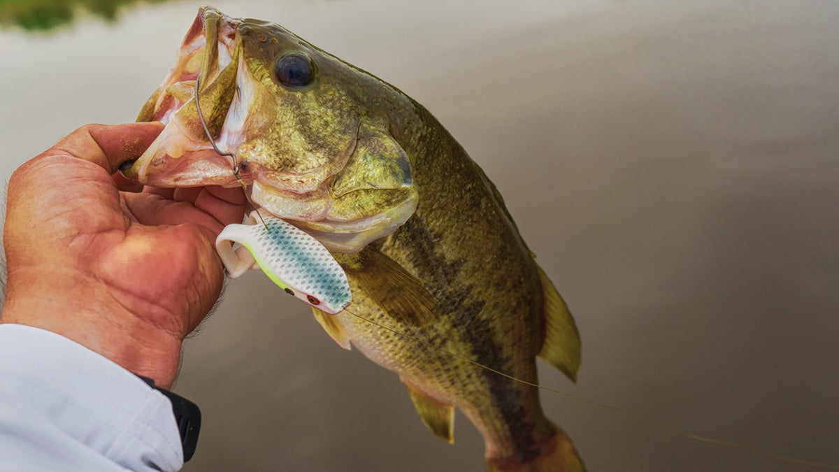Fly Fishing for Largemouth Bass - Wired2Fish