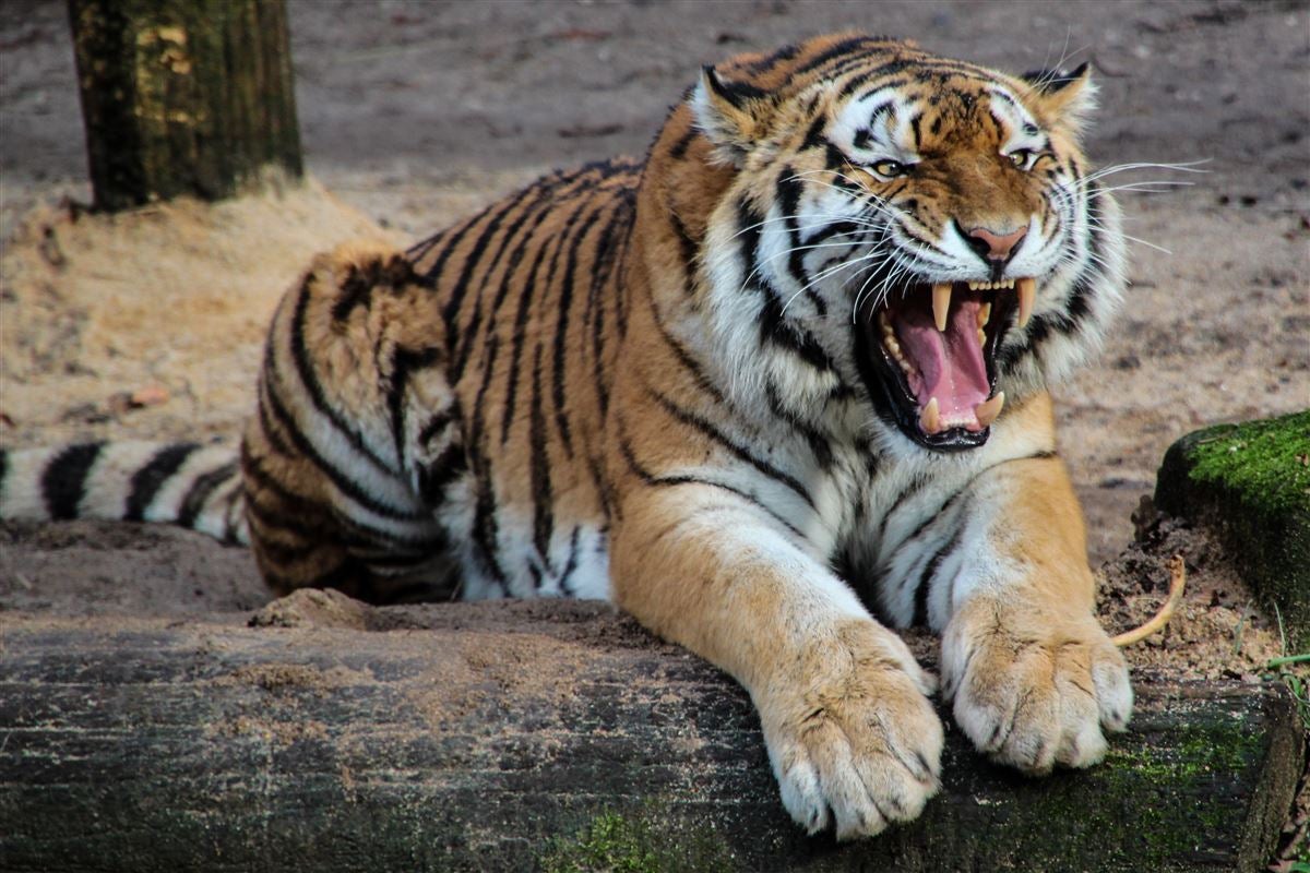 man eating tiger