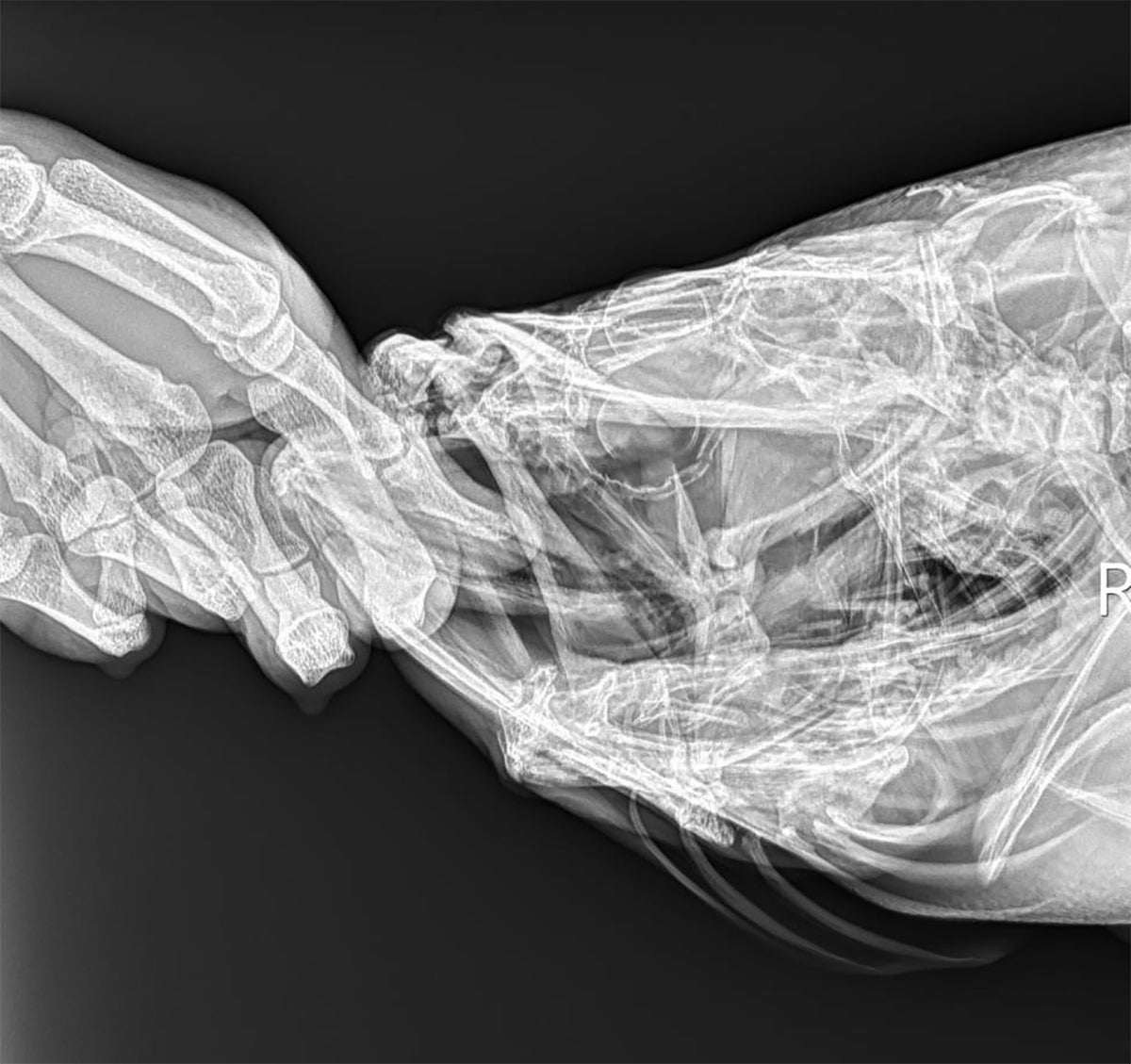 What Happens When You Hold a Bass