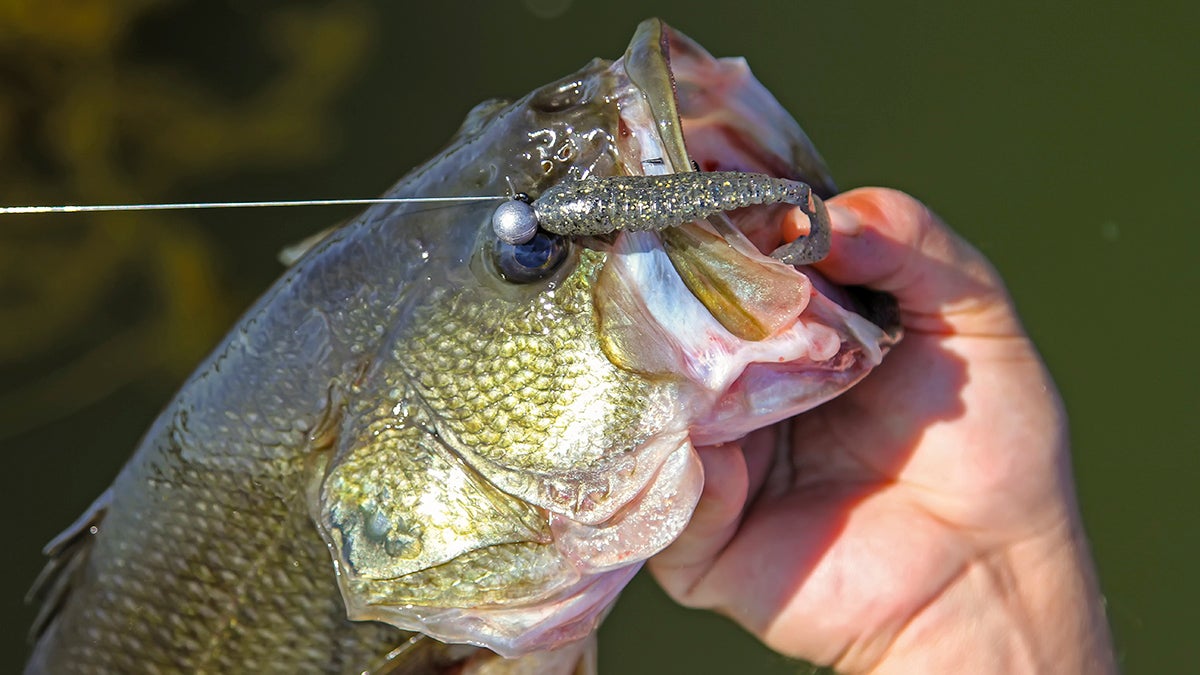 Catch More Bass with These Simple Grub Tricks