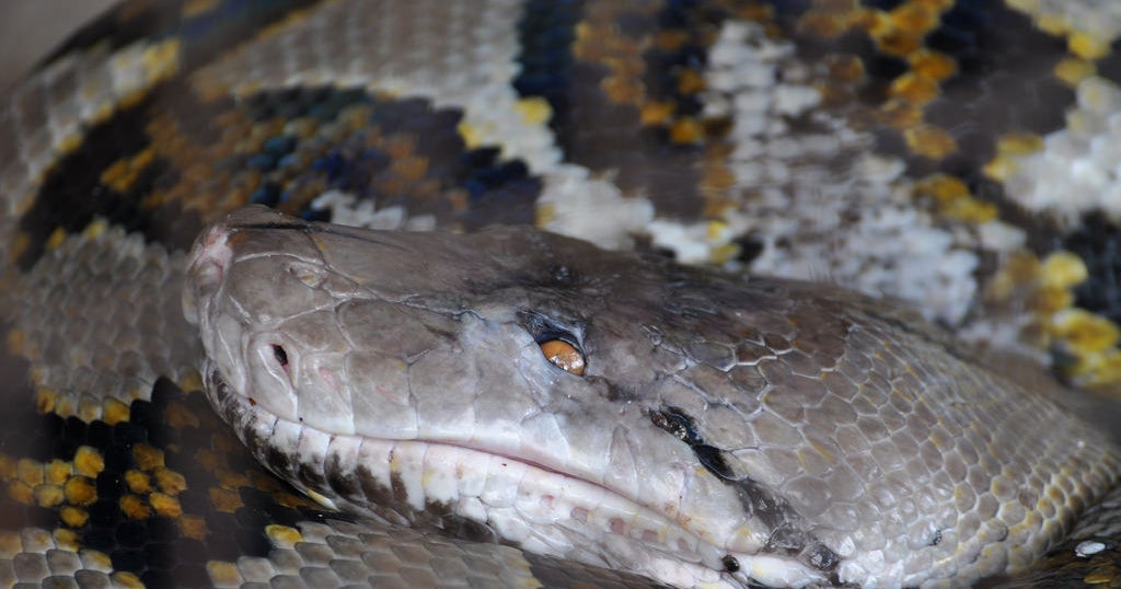 MAN EATING Python Found in Indonesia