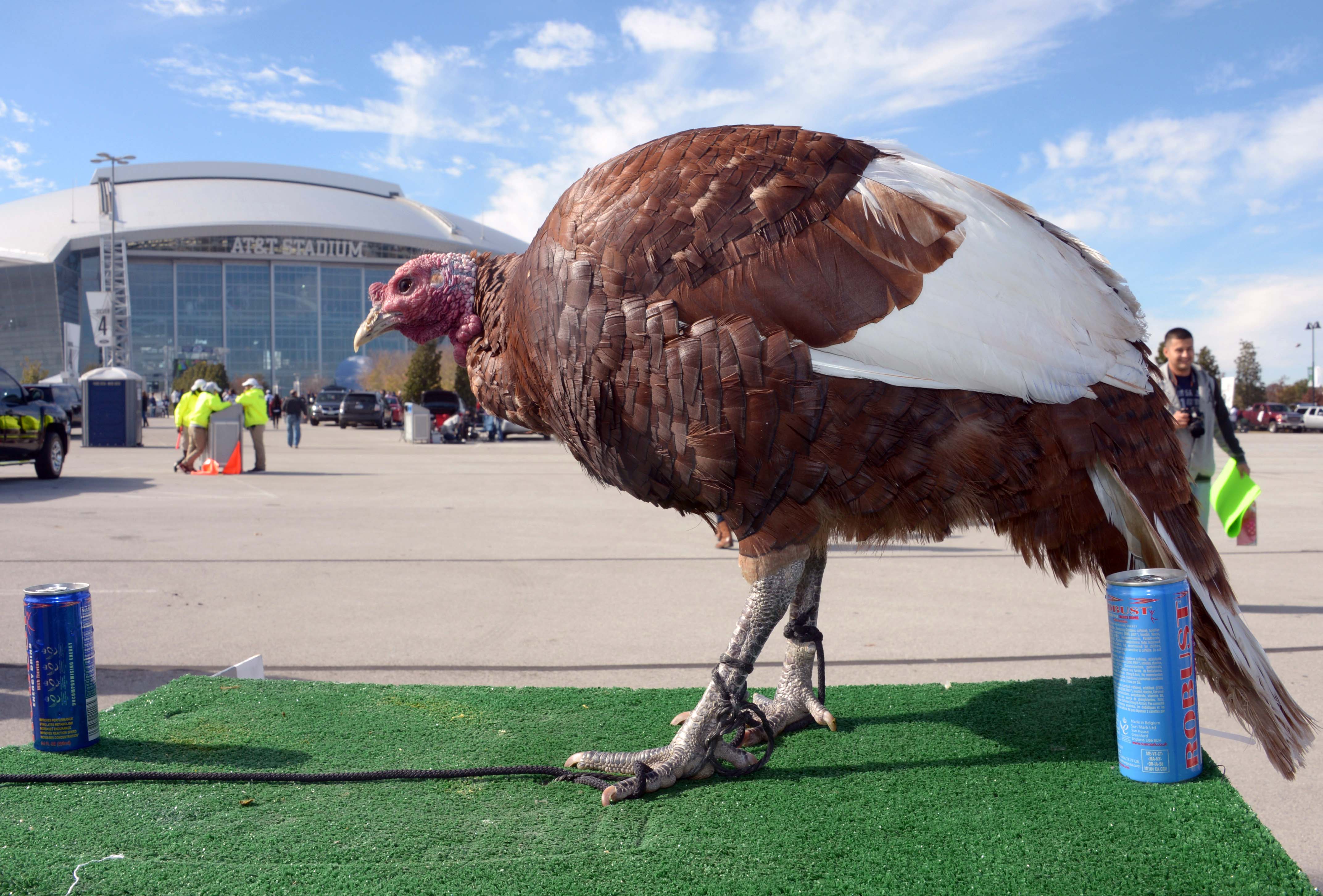 San Francisco 49ers on X: Happy Thanksgiving, #Faithful! We'll