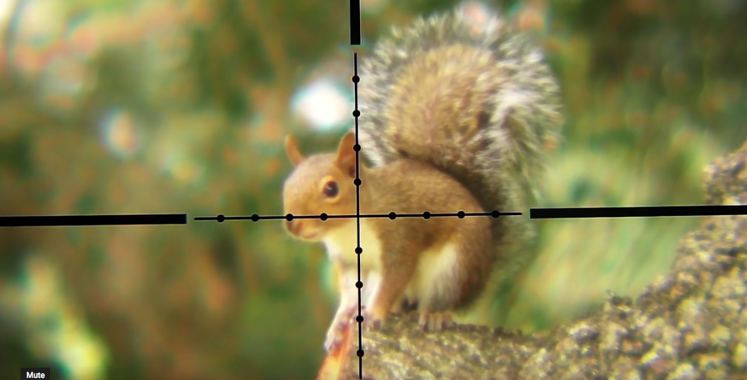 Video: Squirrel Hunting With A 30 Air Gun
