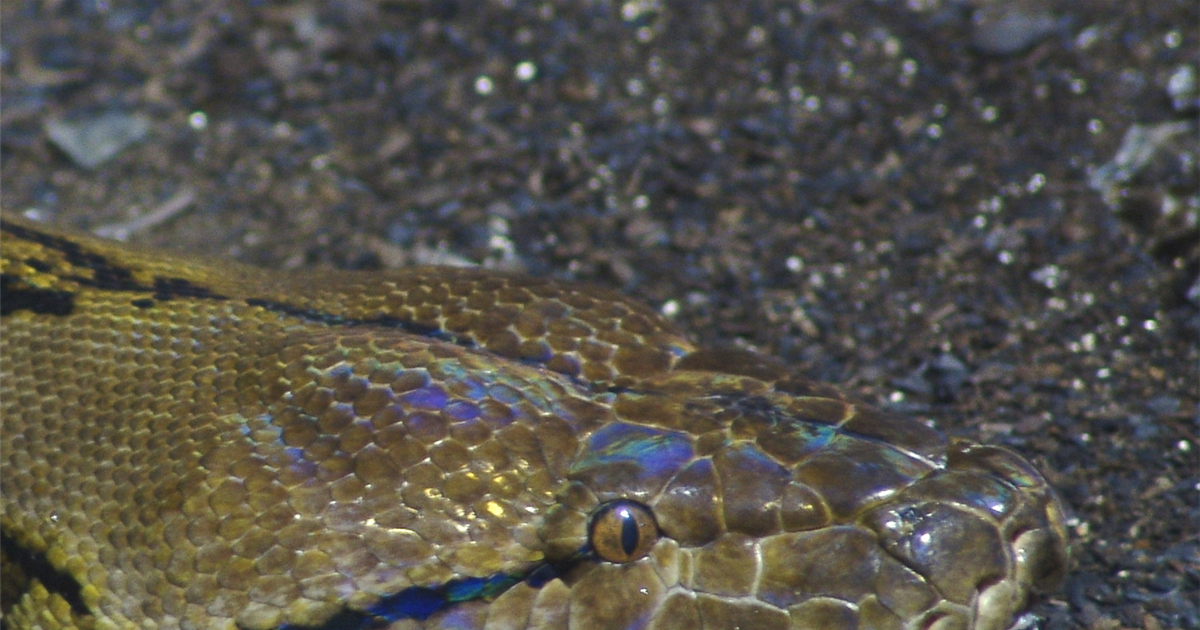 EPIC 25 Foot Python Captured