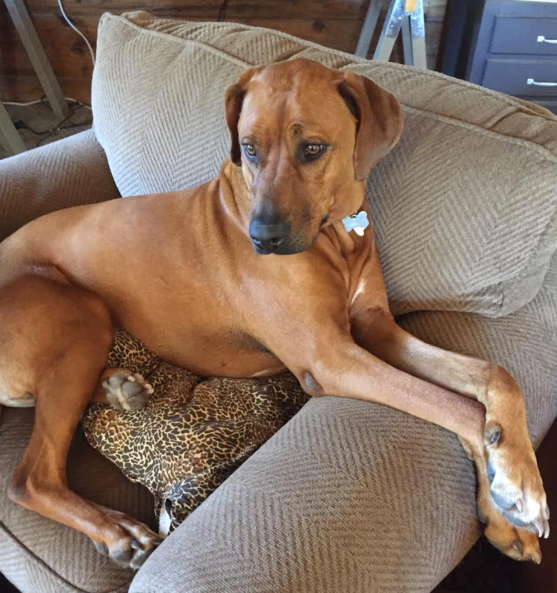 Review Gunner Kennels