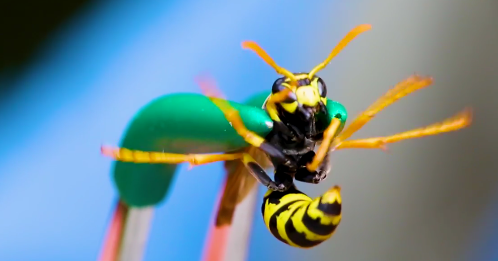 Video STUNG by a YELLOW JACKET!