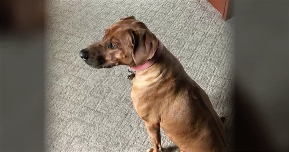 I Hate My Dog Part 4