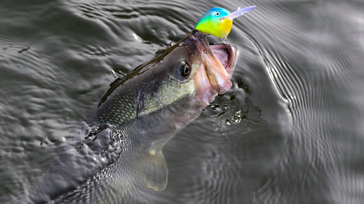 5 Bass Fishing Crankbaits I'm Excited to Try This Fall - Wired2Fish