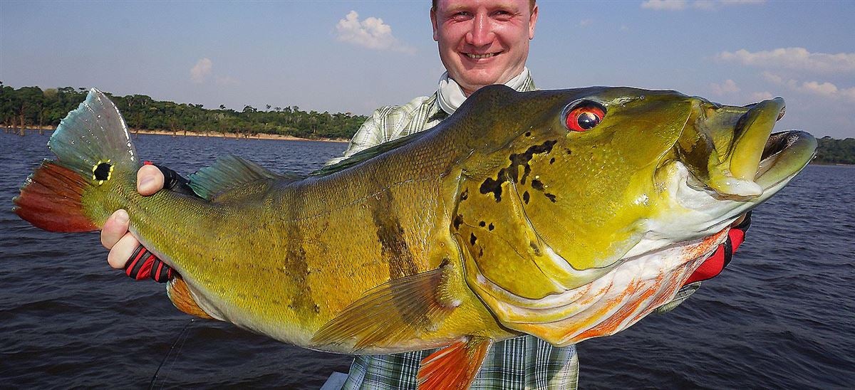 Download River Plate Anglers' Monster Peacock Bass