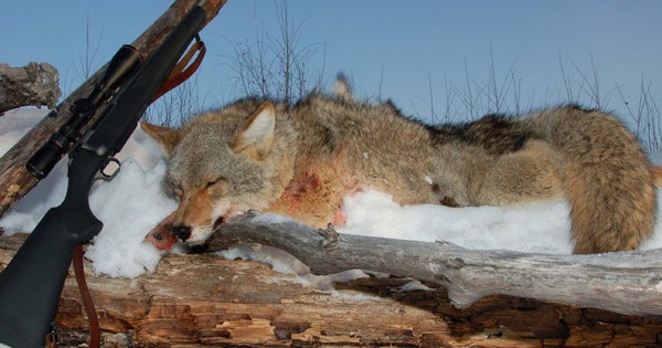 Coyote Hunting: When To Stop Shooting