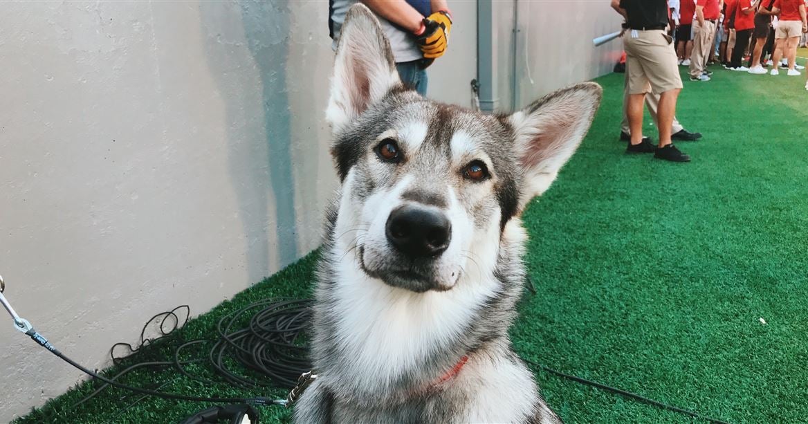 NC State's live mascot, Tuffy II, passes away