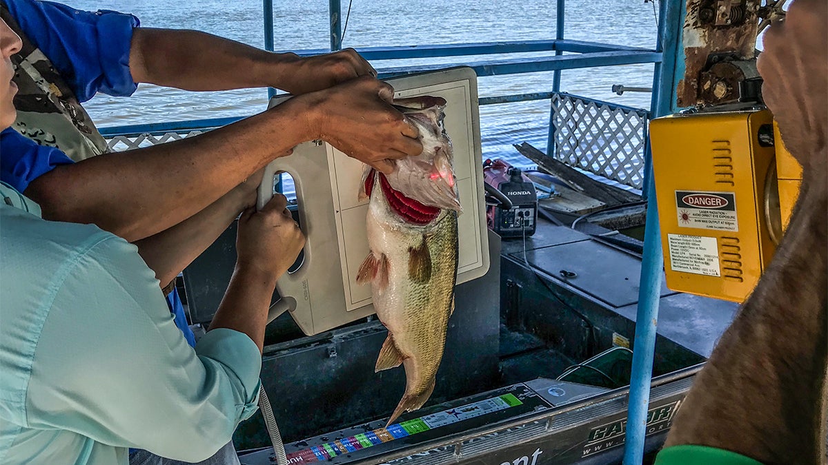What Happens When You Hold a Bass?