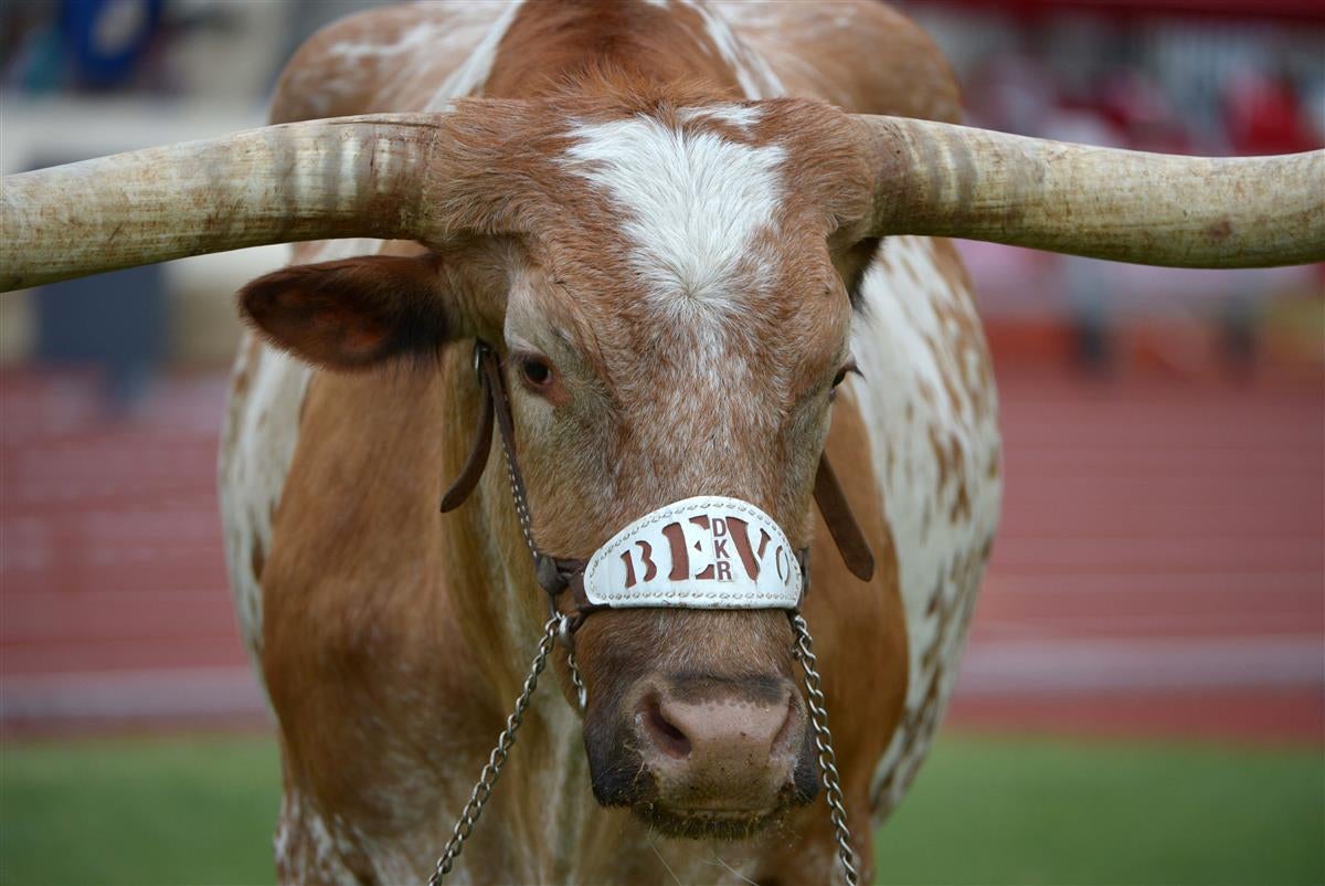 University Of Texas Longhorns NCAA buy Football National Champions Bevo Framed Photo