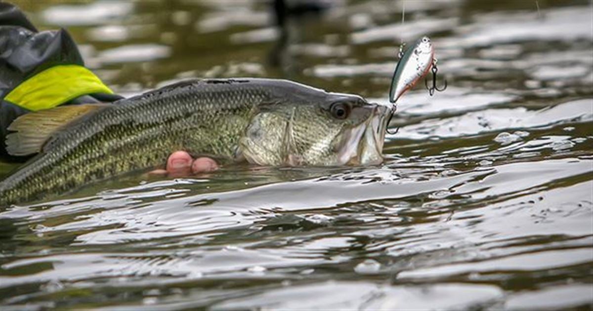 5 Must-Have Lipless Crankbait Colors