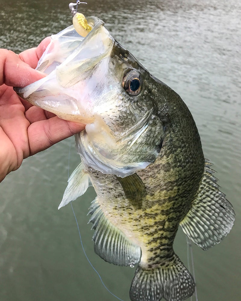 Why I Only Use One Crappie Fishing Plastic