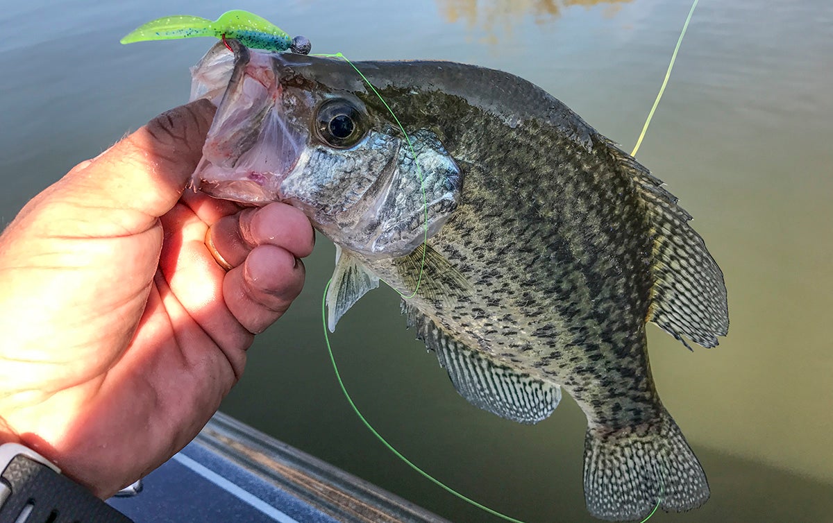 Why I Only Use One Crappie Fishing Plastic