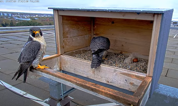 Live falcon cam on top of Spartan Stadium