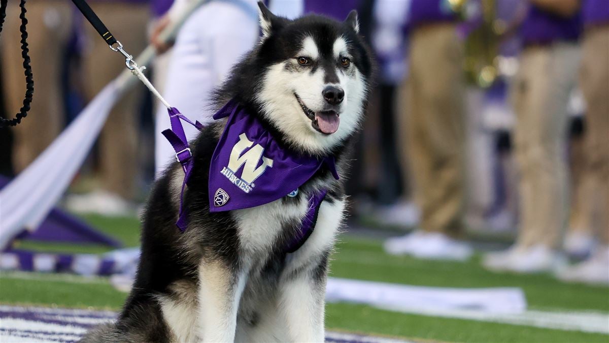 UW Huskies lose center Matteo Mele, cornerback Davon Banks for