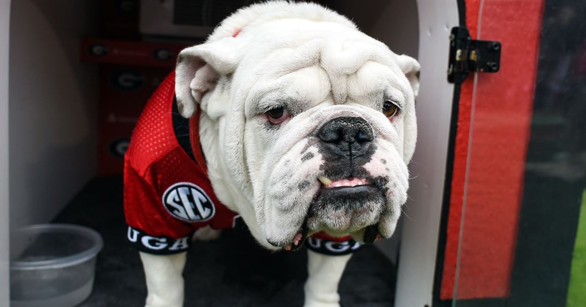 how old is the current uga bulldog