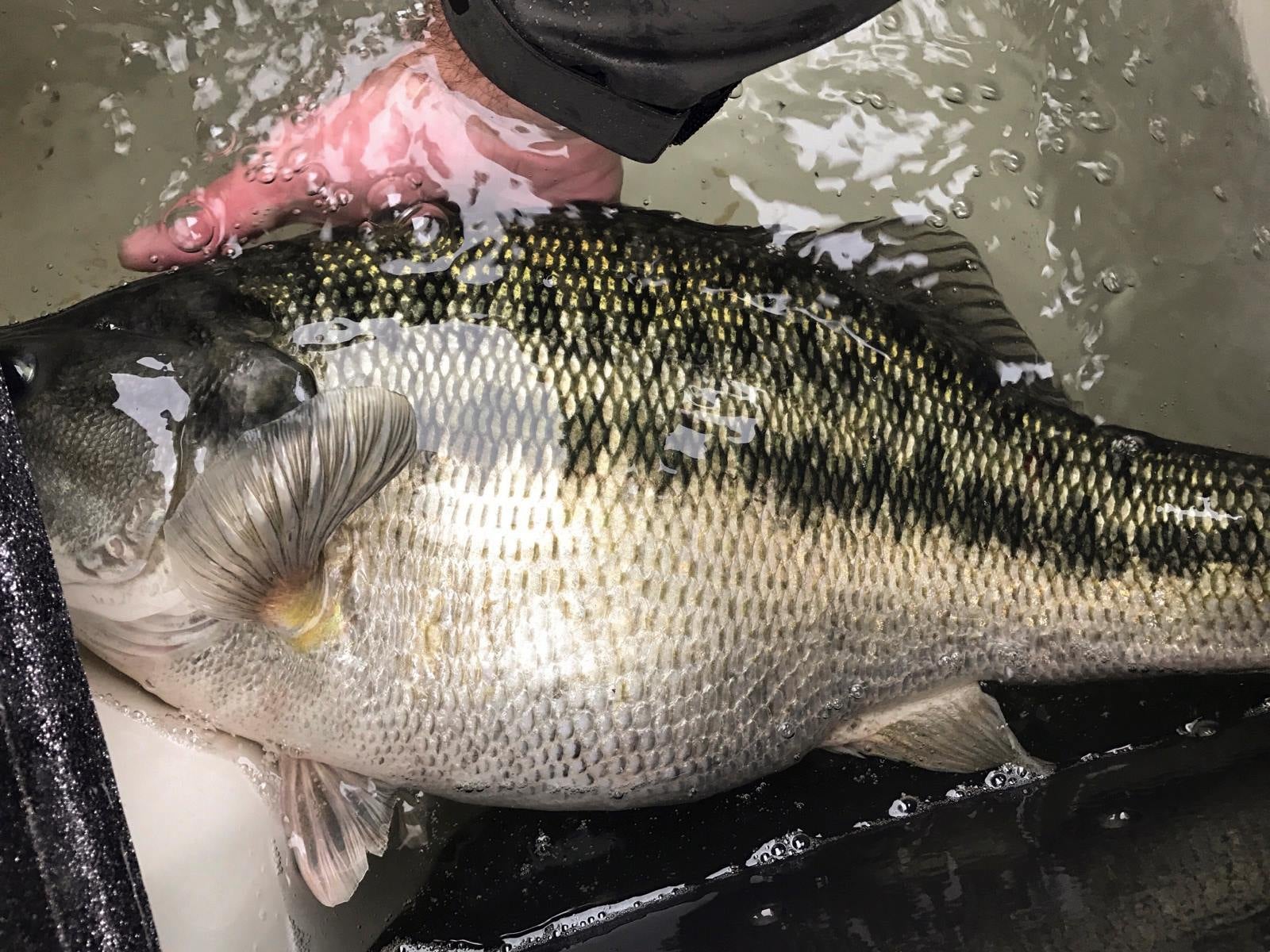 Another Potential World Record Spotted Bass Caught By Cody Meyer