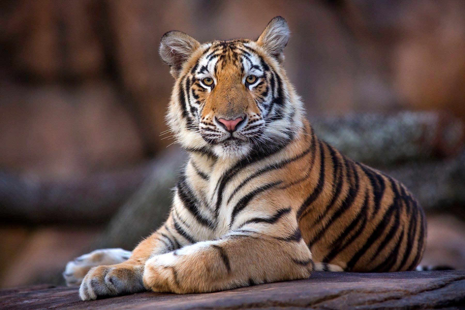 Geaux247 Weekly Pick'Em LSU vs. Ole Miss