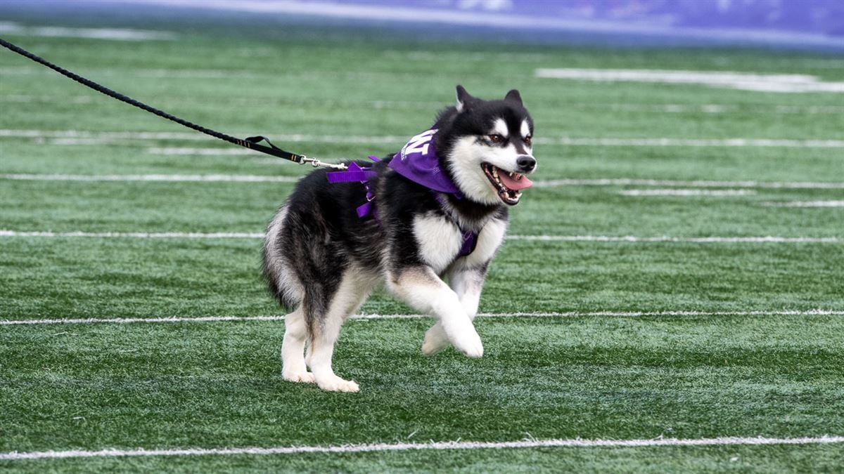 NFL Draft Profile: Washington Huskies DL Josiah Bronson - UW Dawg Pound