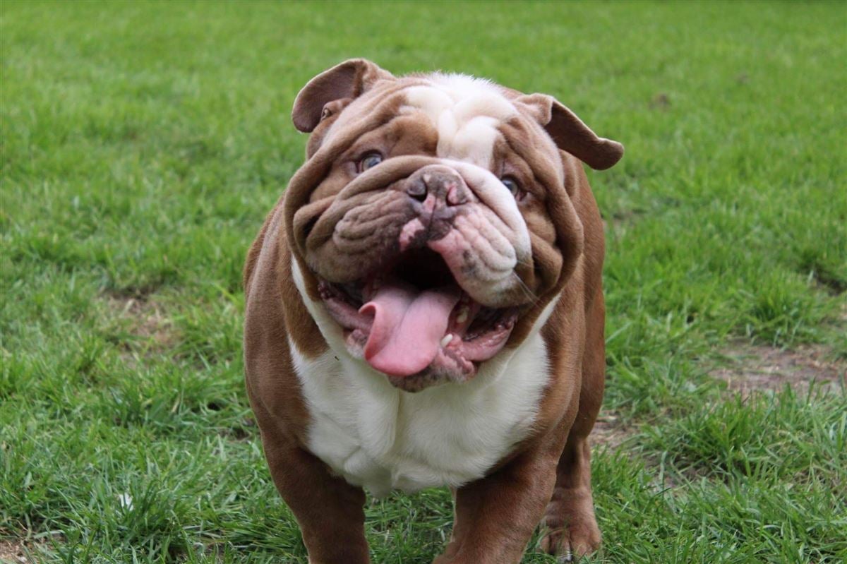 eng bulldog puppies