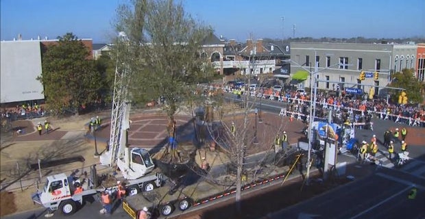 Watch this time-lapse video of the Toomer's Corner oaks planting