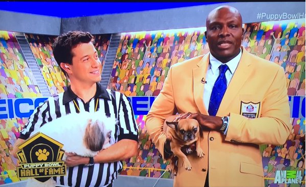 How does the Puppy Bowl work? Rules, scoring explained - Sports Illustrated