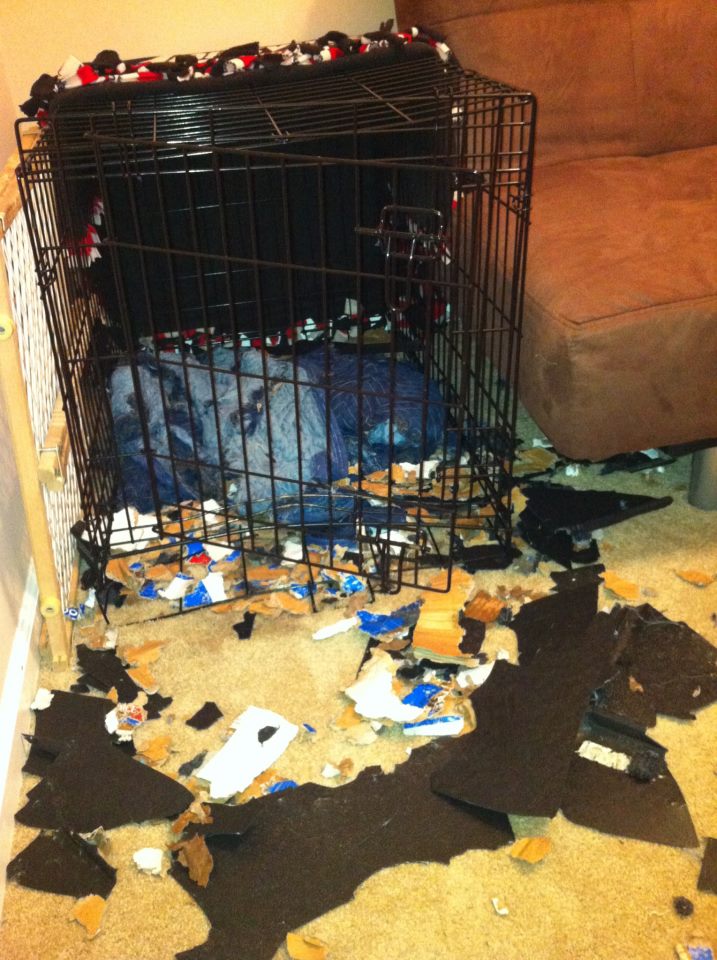 Flying a dog cargo? r/Pets