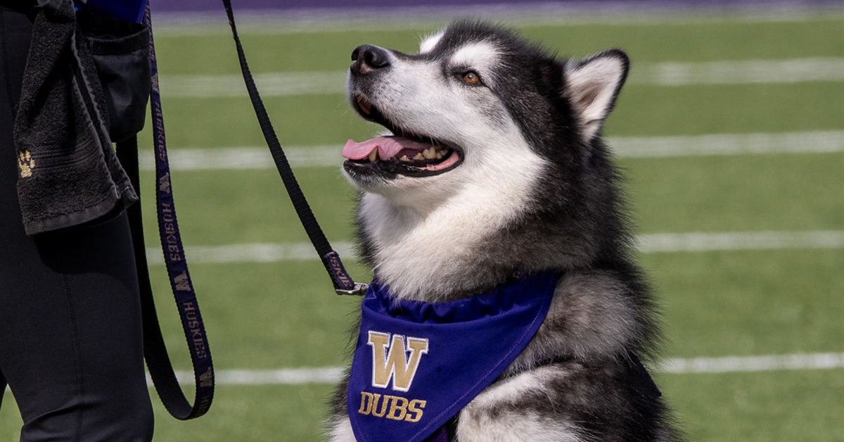 DawgmanRadio: All the talking points after UW's 16-14 win over Utah State