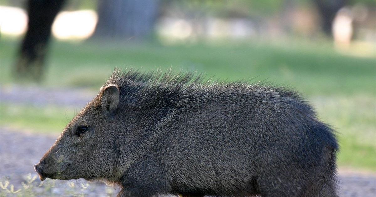 The Javelina