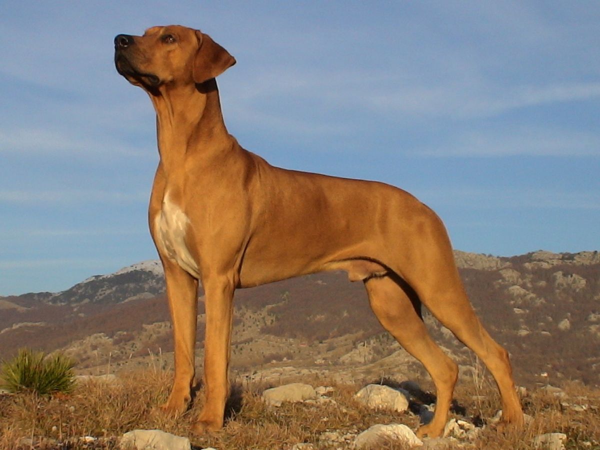 Dogs Rhodesian Ridgeback