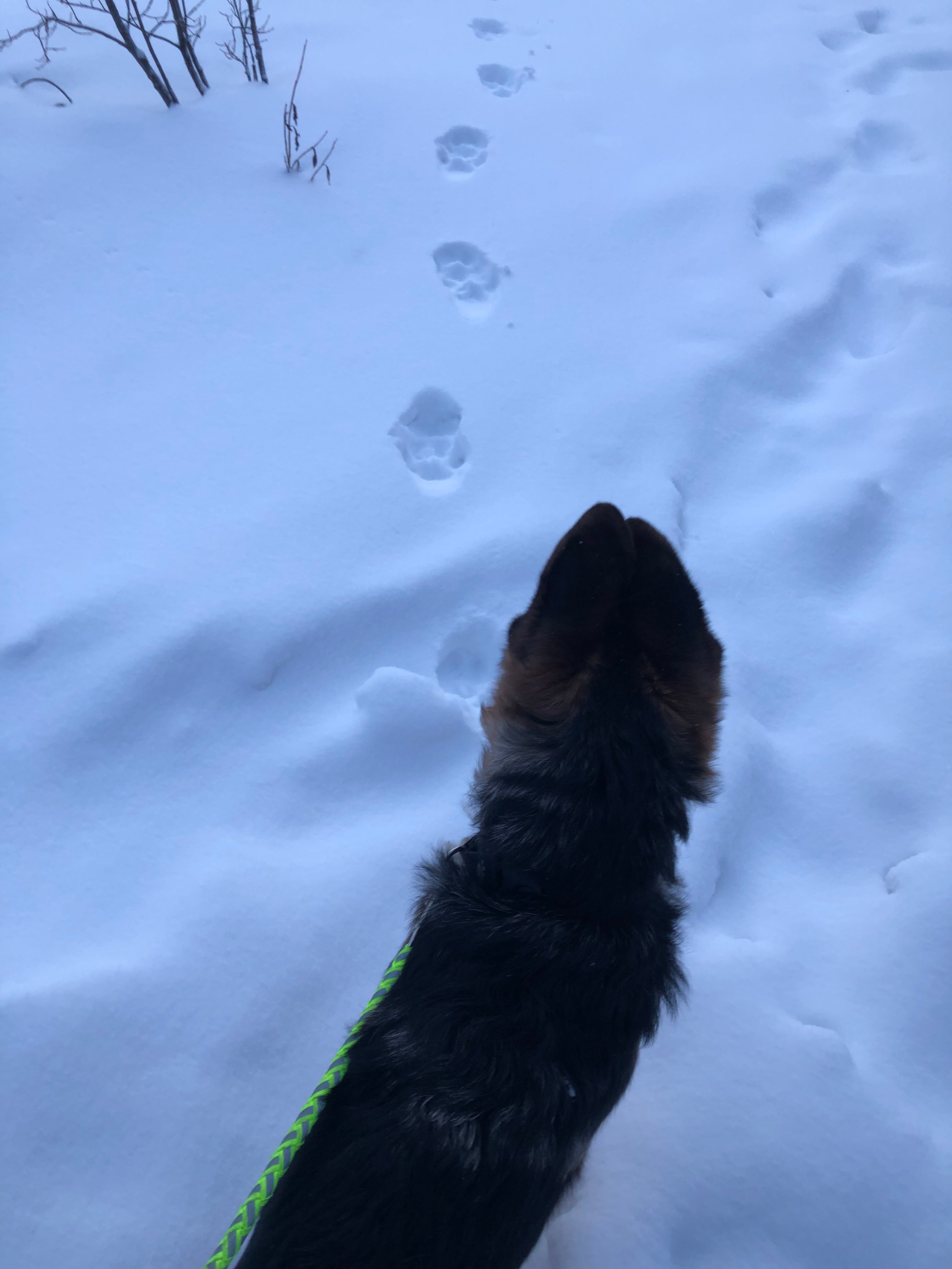 Vt Scoop 247 - zlq0qyv