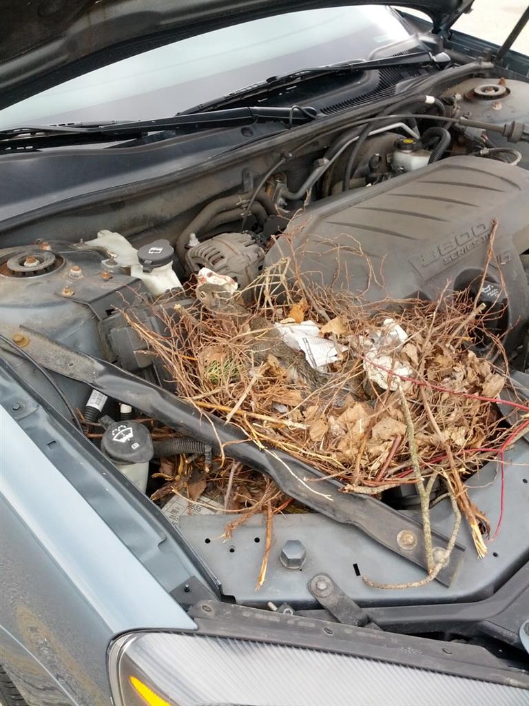 Check Out This Squirrel Nest Poison Seems Ideal Although I Don T Really Want A Carc Stuck In Some Unreachable Place The Engine Compartment With Summer Temps Around Corner