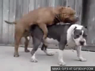 Image result for dog humping vomit pic