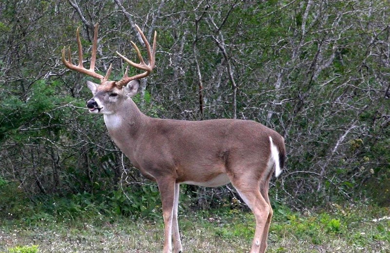 The Whitetail In Texas