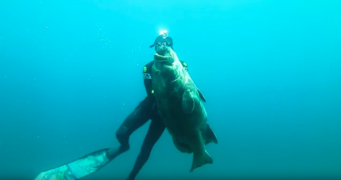 Video Spearfishing Trophy Groupers