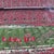 Steve Says: Is there hope for a 2020 college football season?
